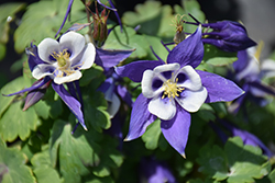 Origami Blue and White Columbine (Aquilegia 'Origami Blue and White') at Make It Green Garden Centre