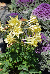 Kirigami Yellow Columbine (Aquilegia caerulea 'Kirigami Yellow') at Make It Green Garden Centre