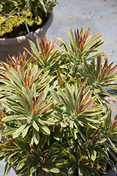 Ascot Rainbow Variegated Spurge (Euphorbia 'Ascot Rainbow') at Make It Green Garden Centre