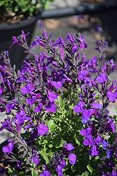 Mirage Deep Purple Autumn Sage (Salvia greggii 'Balmirdepur') at Make It Green Garden Centre