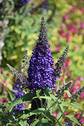 Buzz Midnight Butterfly Bush (Buddleia davidii 'Buzz Midnight') at Lurvey Garden Center