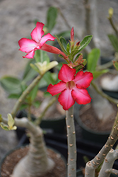 Desert Rose (Adenium obesum) at Make It Green Garden Centre