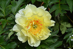 Bartzella Peony (Paeonia 'Bartzella') at Make It Green Garden Centre