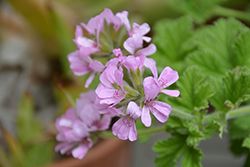 Attar Of Roses Scented Geranium (Pelargonium 'Attar Of Roses') at Make It Green Garden Centre