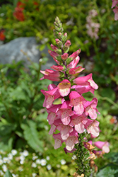 Berry Canary Tender Foxglove (Digiplexis 'Berry Canary') at Make It Green Garden Centre