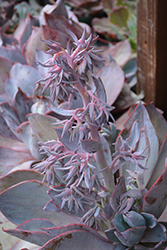 Afterglow Echeveria (Echeveria 'Afterglow') at Make It Green Garden Centre