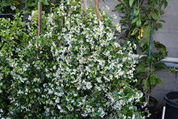 Confederate Star-Jasmine (Trachelospermum jasminoides) at Make It Green Garden Centre