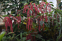 Firetail Chenille Plant (Acalypha hispida) at Make It Green Garden Centre