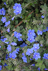 Blue My Mind Morning Glory (Evolvulus 'USEVO1201') at Make It Green Garden Centre