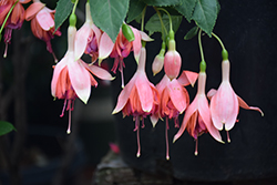 Bicentennial Fuchsia (Fuchsia 'Bicentennial') at Make It Green Garden Centre