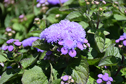 Aloha Blue Flossflower (Ageratum 'Aloha Blue') at Make It Green Garden Centre