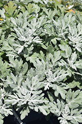 Silver Bullet Dusty Miller (Artemisia stellerianna 'Silver Bullet') at Lurvey Garden Center