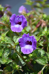 Summer Wave Large Violet Torenia (Torenia 'Summer Wave Large Violet') at Make It Green Garden Centre