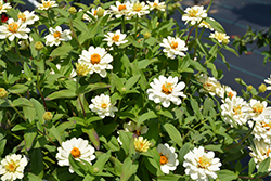 Profusion Double White Zinnia (Zinnia 'Profusion Double White') at Make It Green Garden Centre