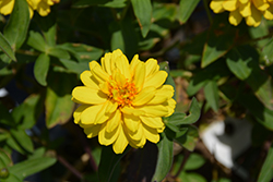 Profusion Double Yellow Zinnia (Zinnia 'Profusion Double Yellow') at Make It Green Garden Centre