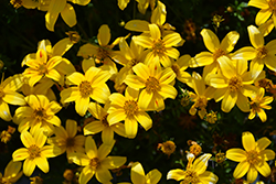 Beedance Yellow Bidens (Bidens 'Beedance Yellow') at Make It Green Garden Centre