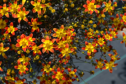 Beedance Painted Red Bidens (Bidens 'Beedance Painted Red') at Make It Green Garden Centre