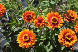 Zowie Yellow Flame Zinnia (Zinnia 'Zowie Yellow Flame') at Make It Green Garden Centre