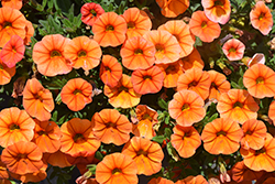 Superbells Dreamsicle Calibrachoa (Calibrachoa 'INCALDRSIM') at Make It Green Garden Centre