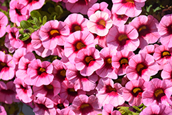 Superbells Strawberry Punch Calibrachoa (Calibrachoa 'USCAL58205') at Make It Green Garden Centre