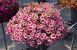 Superbells Strawberry Punch Calibrachoa (Calibrachoa 'USCAL58205') at Make It Green Garden Centre