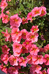 Superbells Tropical Sunrise Calibrachoa (Calibrachoa 'INCALTRSUN') at Make It Green Garden Centre