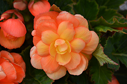 Illumination Apricot Shades Begonia (Begonia 'Illumination Apricot Shades') at Make It Green Garden Centre