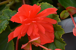 Illumination Rose Begonia (Begonia 'Illumination Rose') at Make It Green Garden Centre