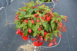 Illumination Rose Begonia (Begonia 'Illumination Rose') at Make It Green Garden Centre