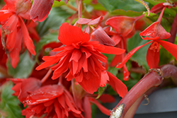 Illumination Scarlet Begonia (Begonia 'Illumination Scarlet') at Make It Green Garden Centre