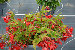 Illumination Scarlet Begonia (Begonia 'Illumination Scarlet') at Make It Green Garden Centre