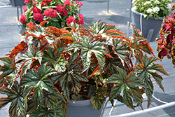 Gryphon Begonia (Begonia 'Gryphon') at Make It Green Garden Centre