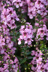 Serenita Pink Angelonia (Angelonia angustifolia 'Serenita Pink') at Make It Green Garden Centre