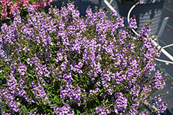 Serena Blue Angelonia (Angelonia angustifolia 'PAS1141443') at Make It Green Garden Centre