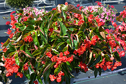 Dragon Wing Red Begonia (Begonia 'Dragon Wing Red') at Make It Green Garden Centre