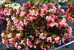 BabyWing Pink Begonia (Begonia 'BabyWing Pink') at Make It Green Garden Centre