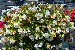 BabyWing White Begonia (Begonia 'BabyWing White') at Make It Green Garden Centre