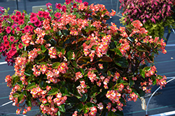 BabyWing Bicolor Begonia (Begonia 'BabyWing Bicolor') at Make It Green Garden Centre