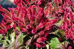 Kosmo Purple Red Celosia (Celosia 'Kosmo Purple Red') at Make It Green Garden Centre