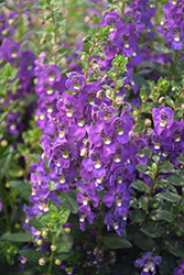 Archangel Purple Angelonia (Angelonia angustifolia 'Balarcpurpi') at Make It Green Garden Centre