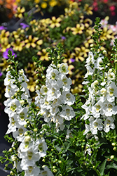 Archangel White Angelonia (Angelonia angustifolia 'Balarcwite') at Make It Green Garden Centre