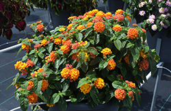 Lucky Flame Lantana (Lantana camara 'Lucky Flame') at Make It Green Garden Centre