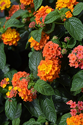 Lucky Flame Lantana (Lantana camara 'Lucky Flame') at Make It Green Garden Centre