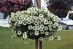 Surdiva White Fan Flower (Scaevola aemula 'Surdiva White') at Make It Green Garden Centre