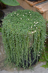 String Of Pearls (Senecio rowleyanus) at Make It Green Garden Centre