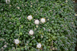 String Of Pearls (Senecio rowleyanus) at Make It Green Garden Centre