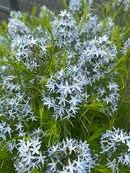 String Theory Blue Star (Amsonia 'String Theory') at Make It Green Garden Centre