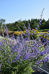 Crazy Blue Russian Sage (Perovskia atriplicifolia 'Crazy Blue') at Make It Green Garden Centre