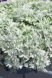 FanciFillers Sea Salt Artemesia (Artemisia 'Wesartfafisesa') at Make It Green Garden Centre