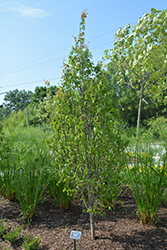 Palisade American Hornbeam (Carpinus caroliniana 'CCSQU') at Make It Green Garden Centre